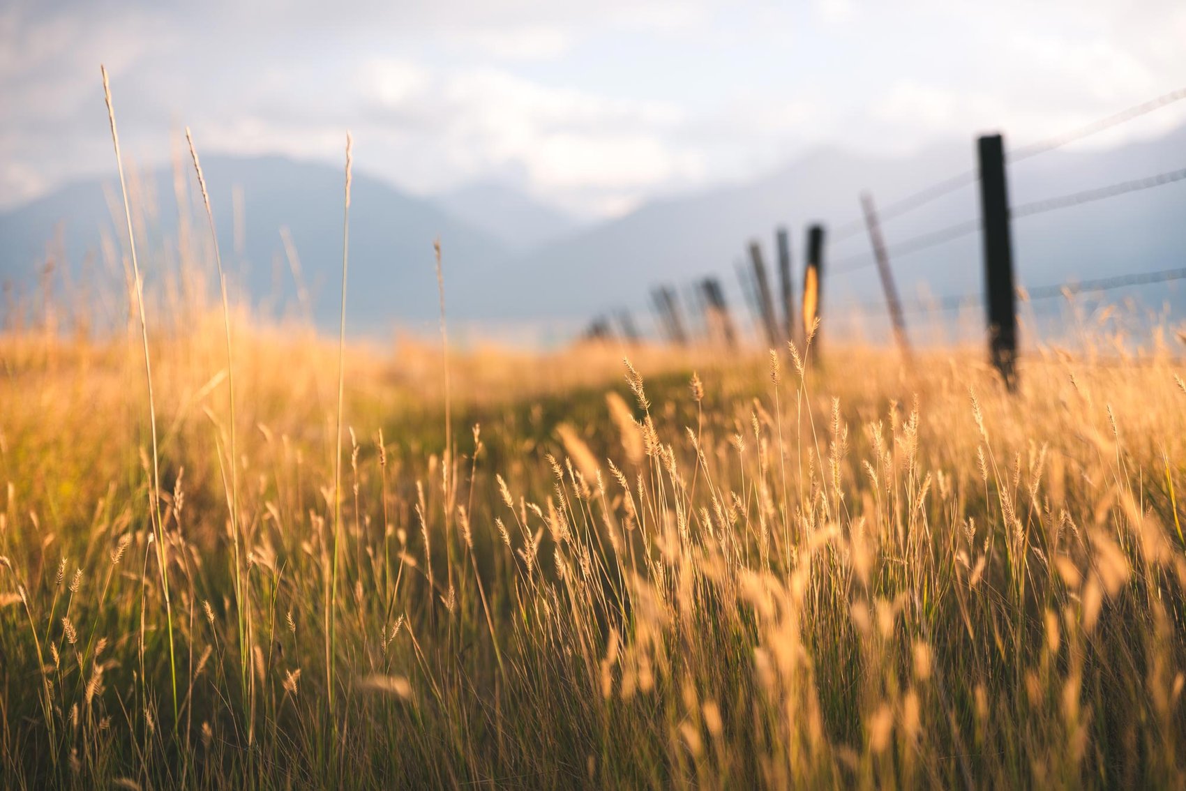 Mountain Country Agriculture Wheat And Fence